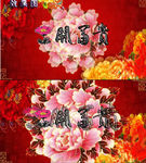 唯美花开富贵牡丹绚丽花环视频
