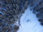 俯视松树林大雪