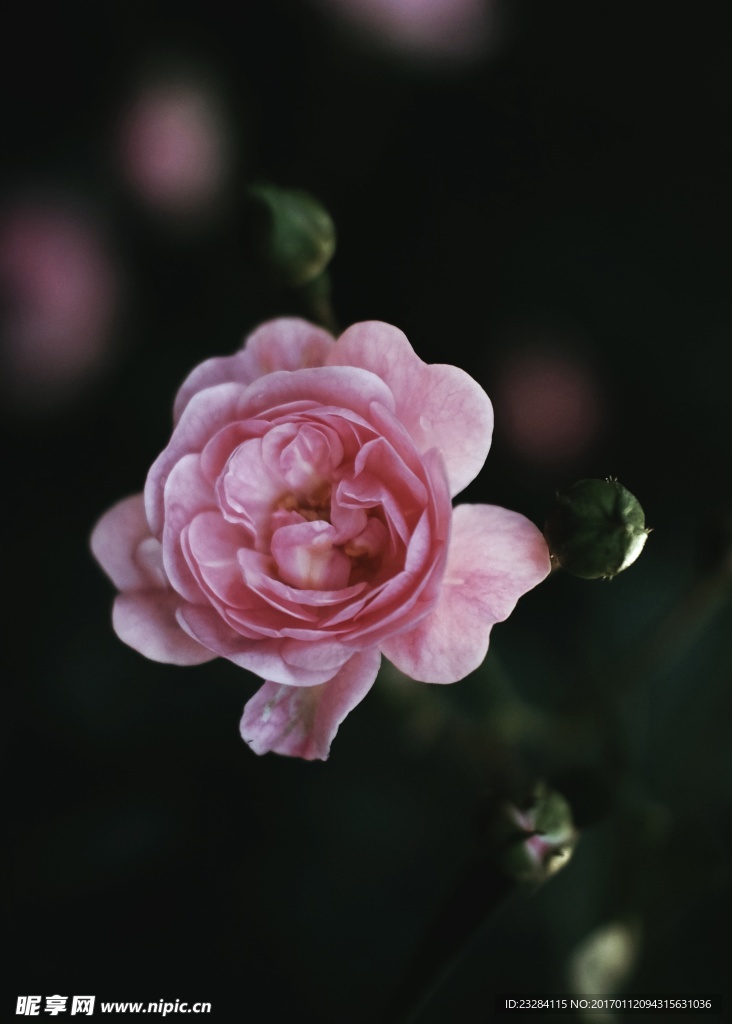 月季花