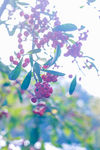 红果