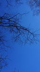 蓝天上的树干