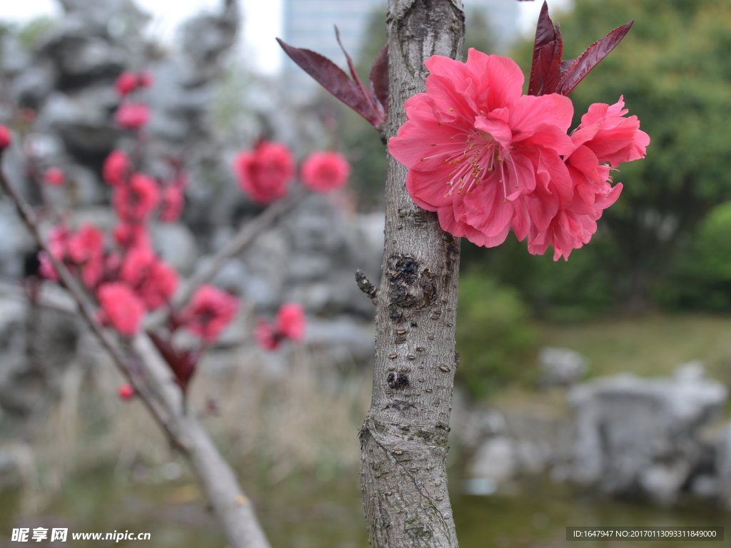 桃花