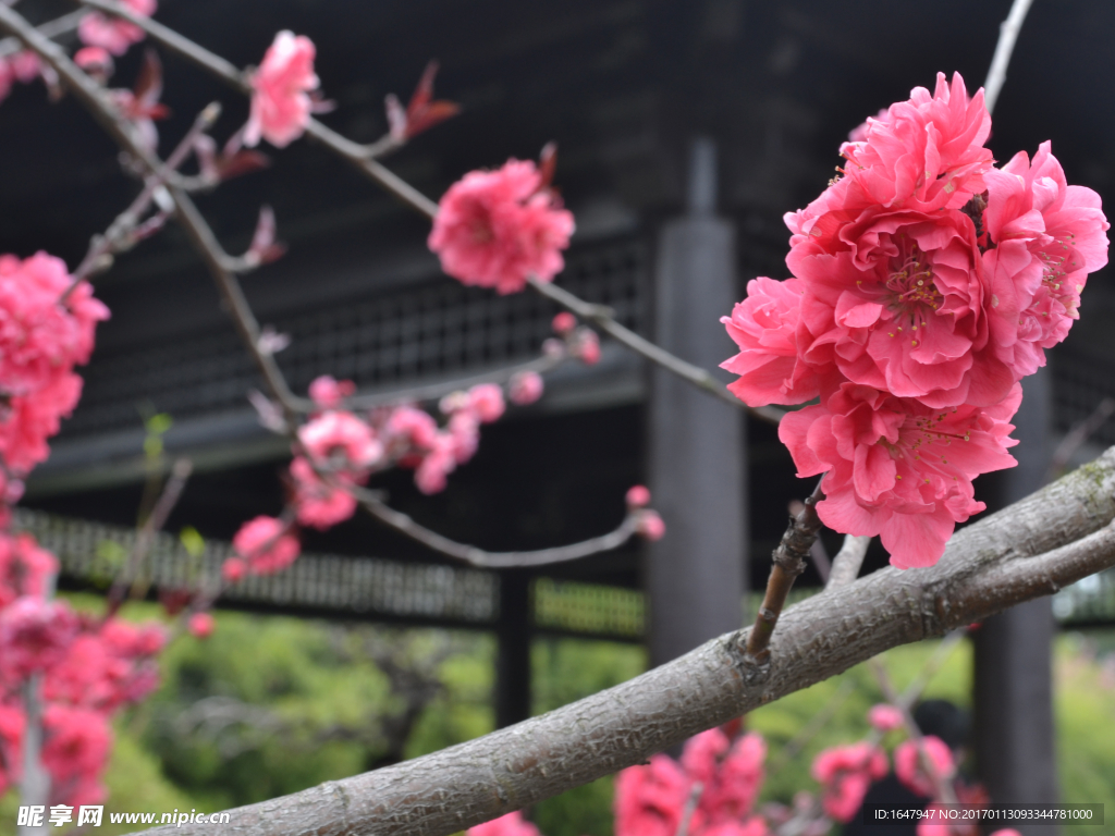 桃花