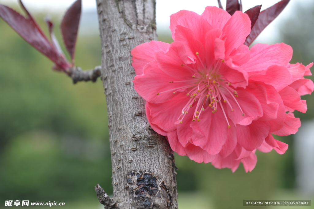 桃花