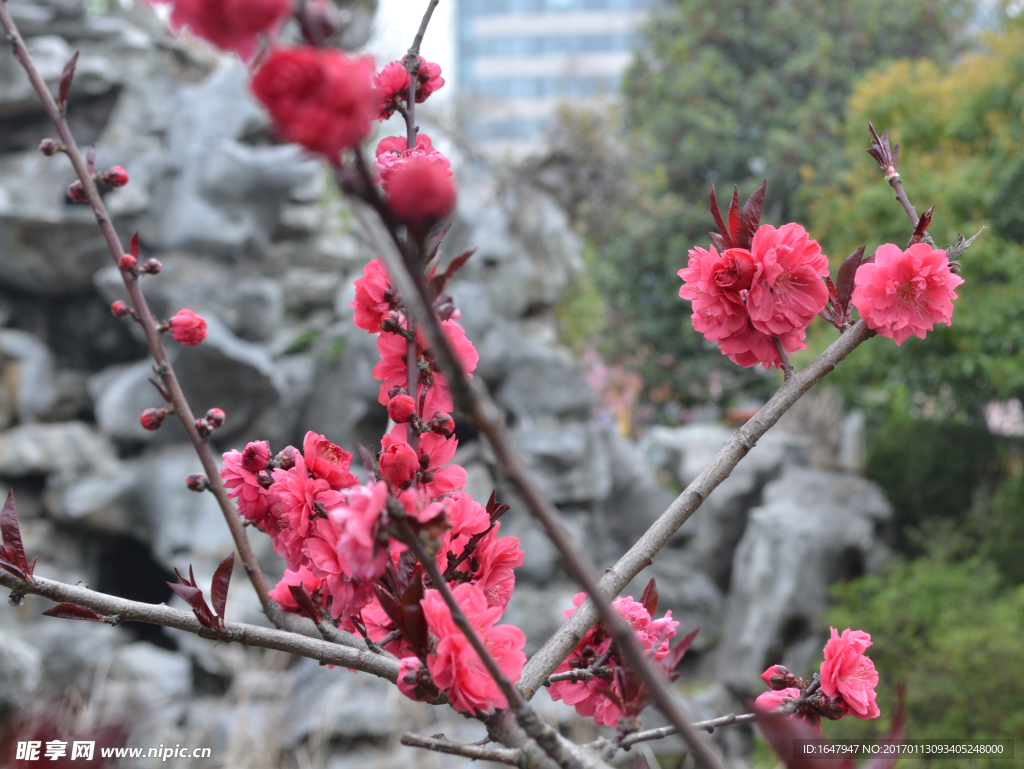 桃花