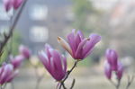 木兰