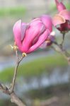 木兰