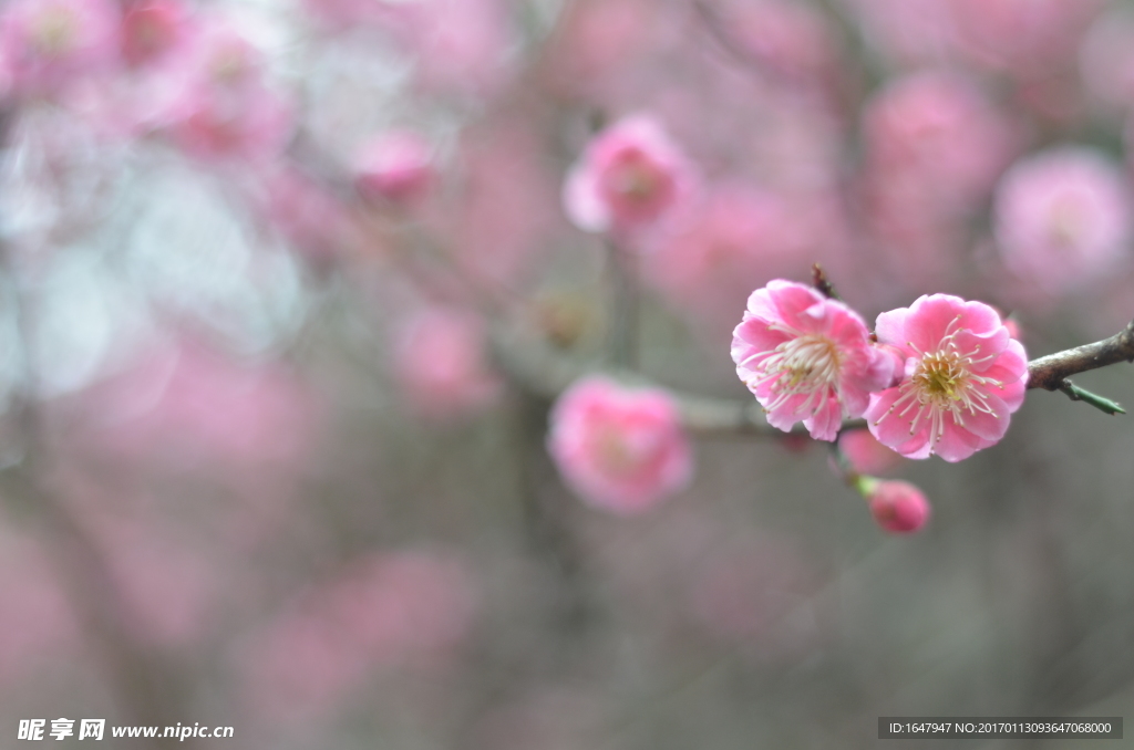 梅花