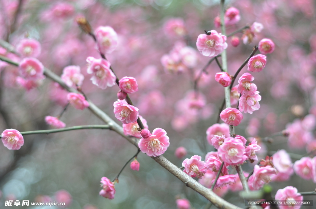 梅花