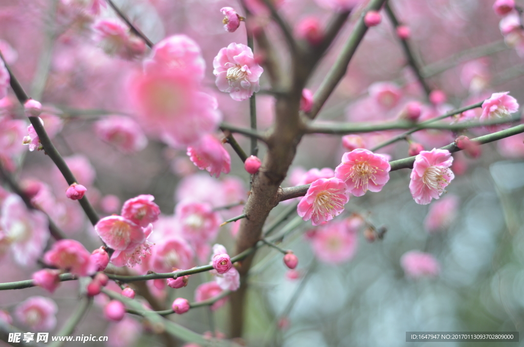 梅花