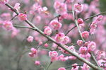 梅花