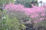 梅花