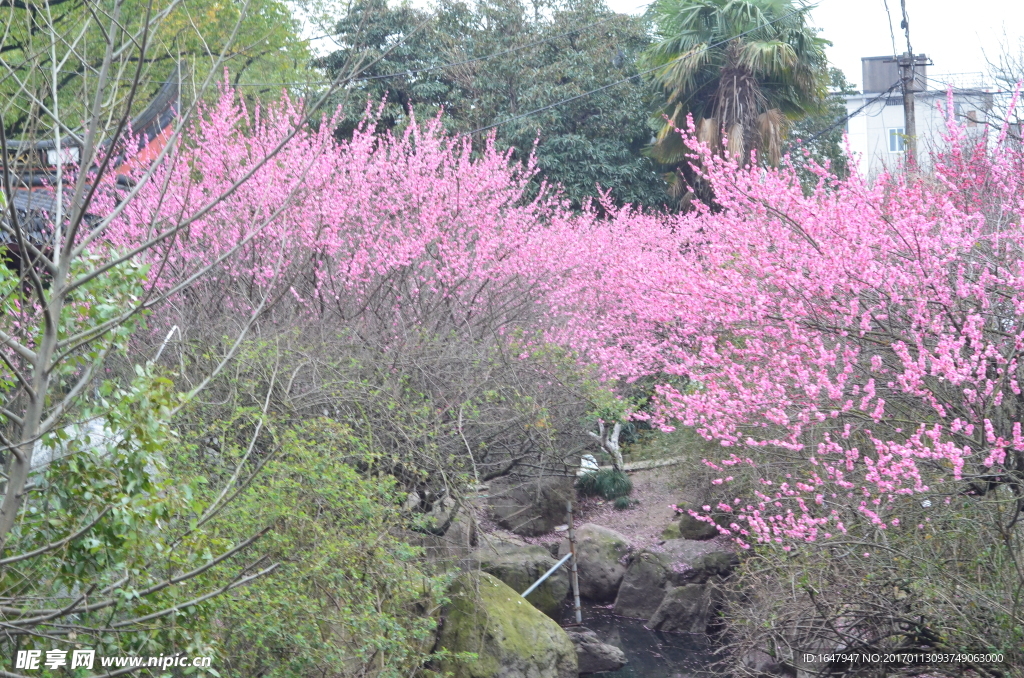 梅花