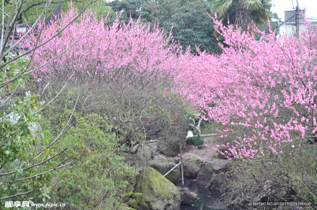 梅花