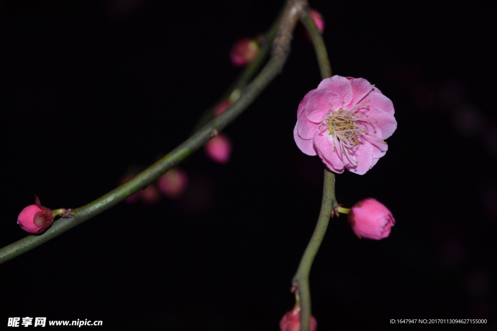 梅花