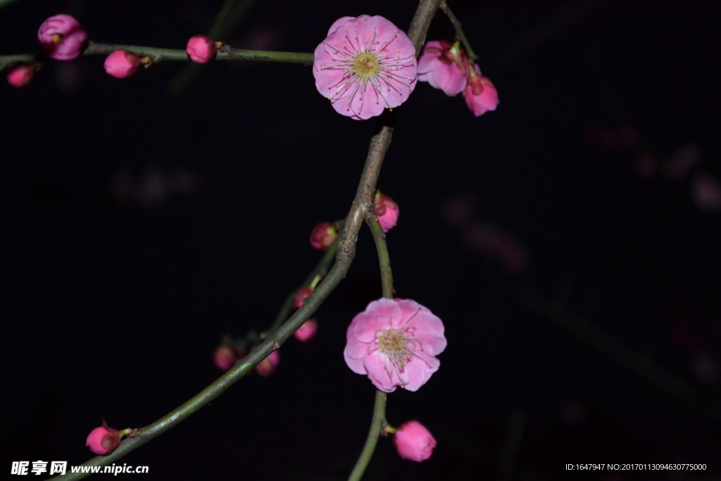 梅花