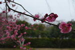 梅花