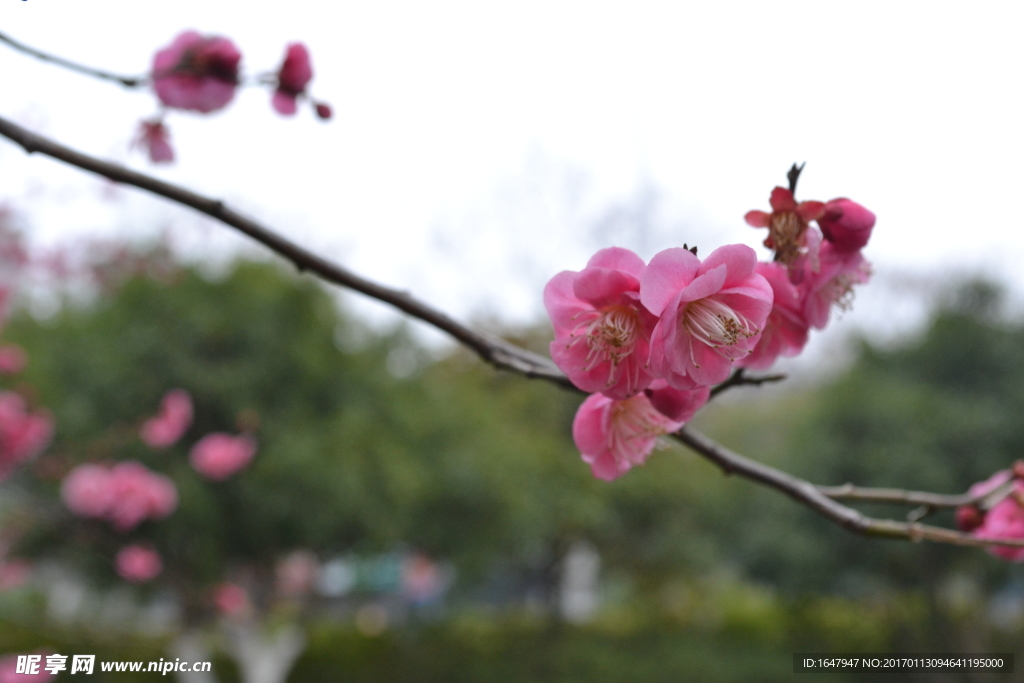 梅花