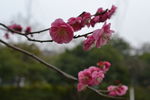 梅花