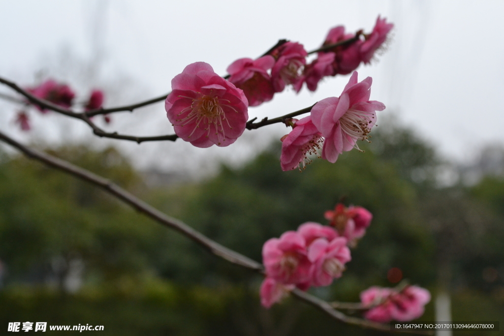 梅花