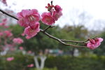 梅花
