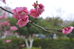 梅花