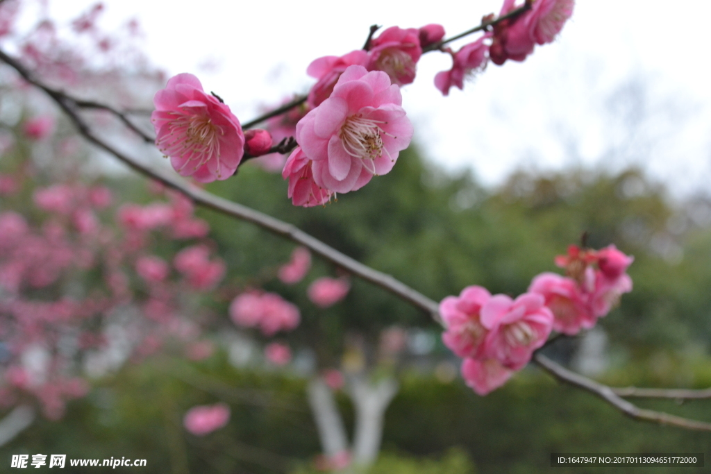 梅花