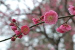 梅花