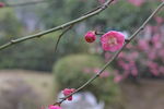 梅花