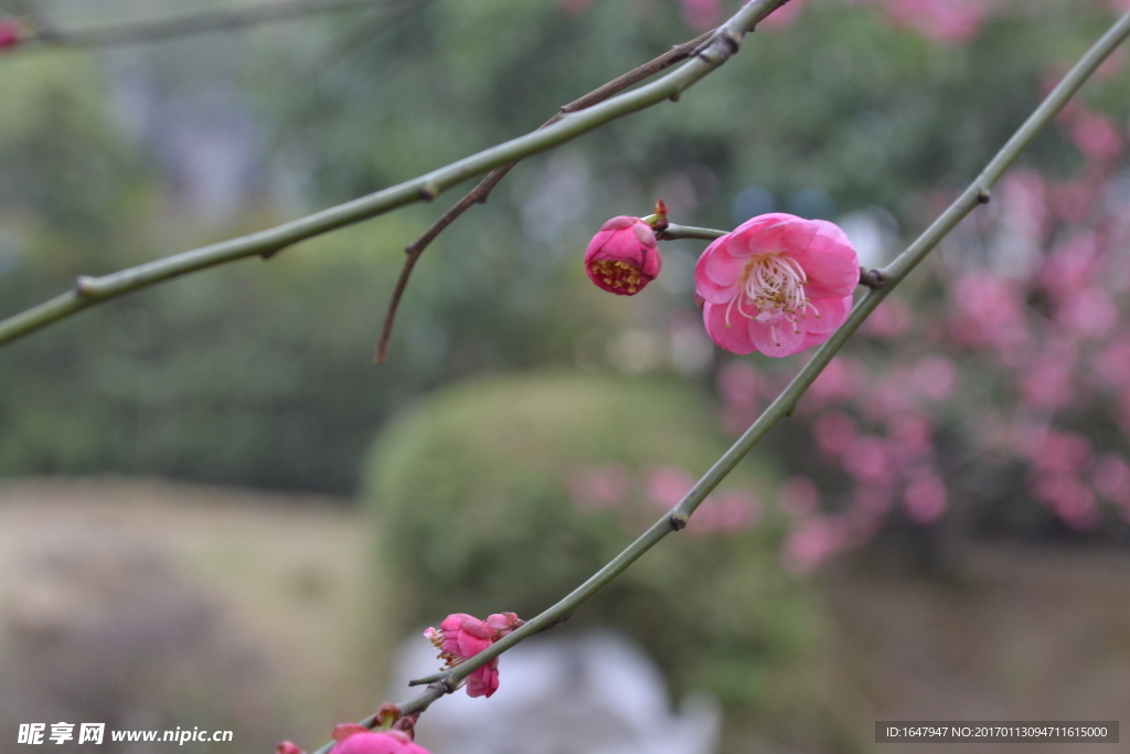 梅花