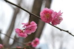 梅花