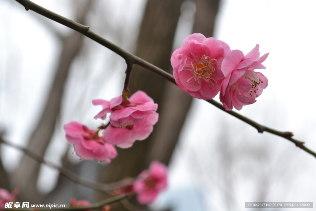 梅花