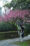 梅花