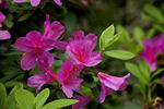 杜鹃花