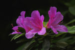 杜鹃花