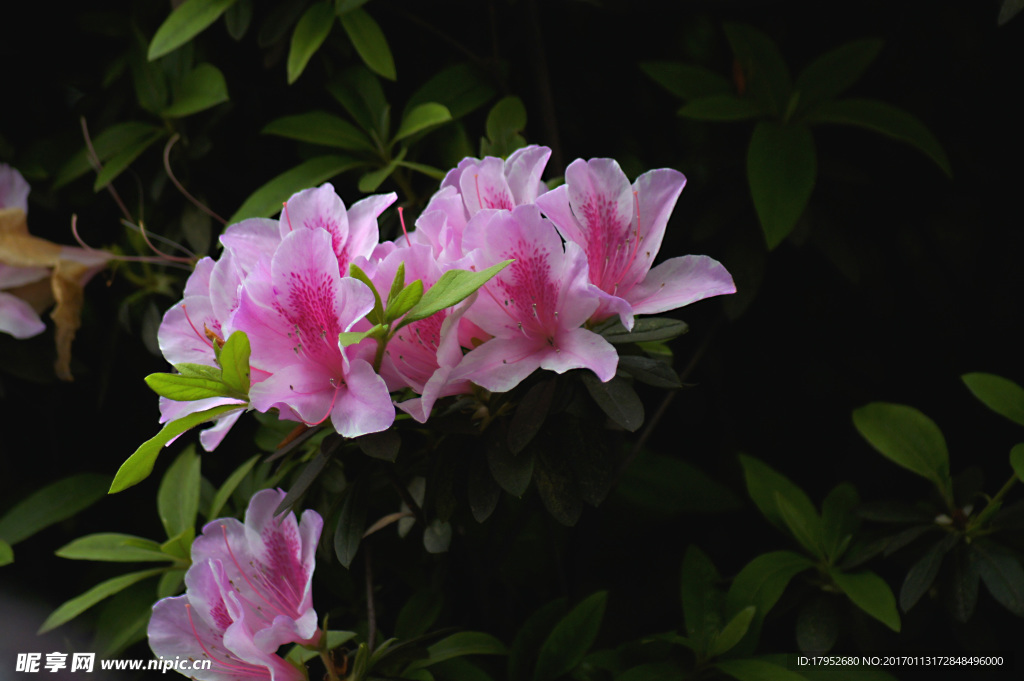 杜鹃花