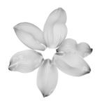 矢量花瓣