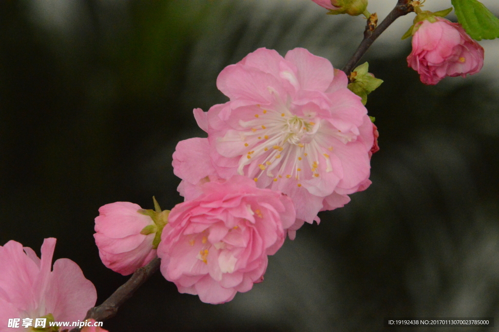 梅花 榆叶梅