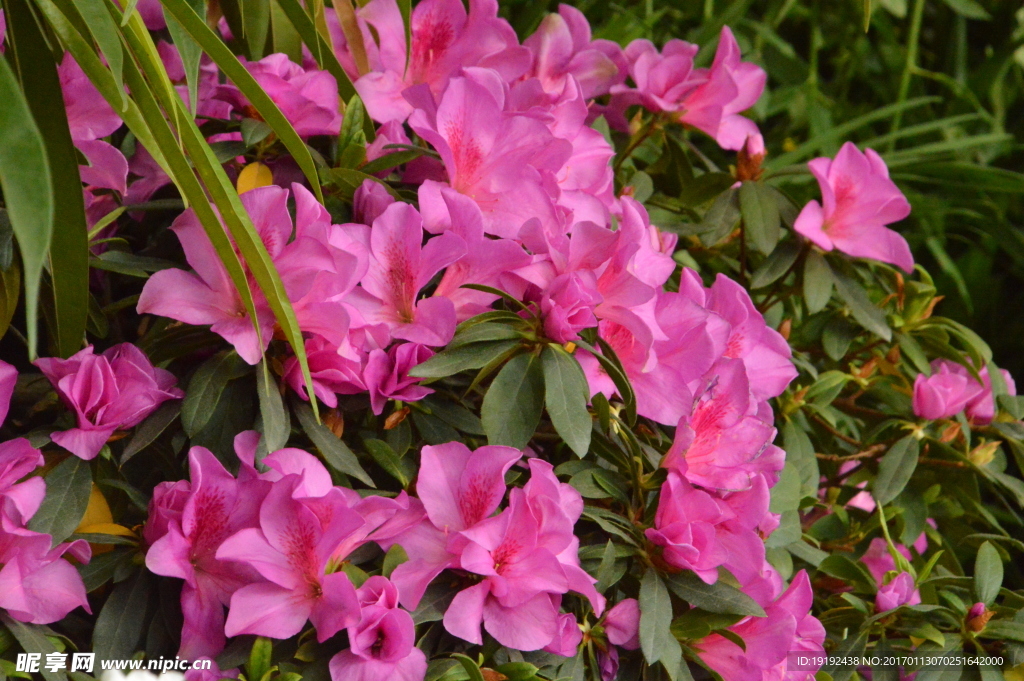 杜鹃花