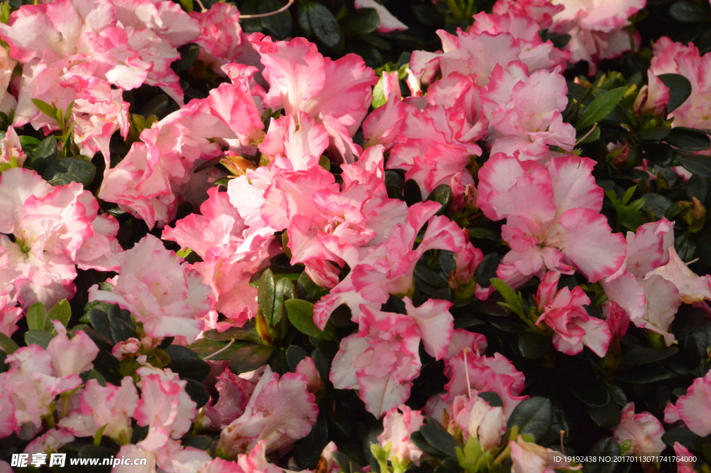 杜鹃花