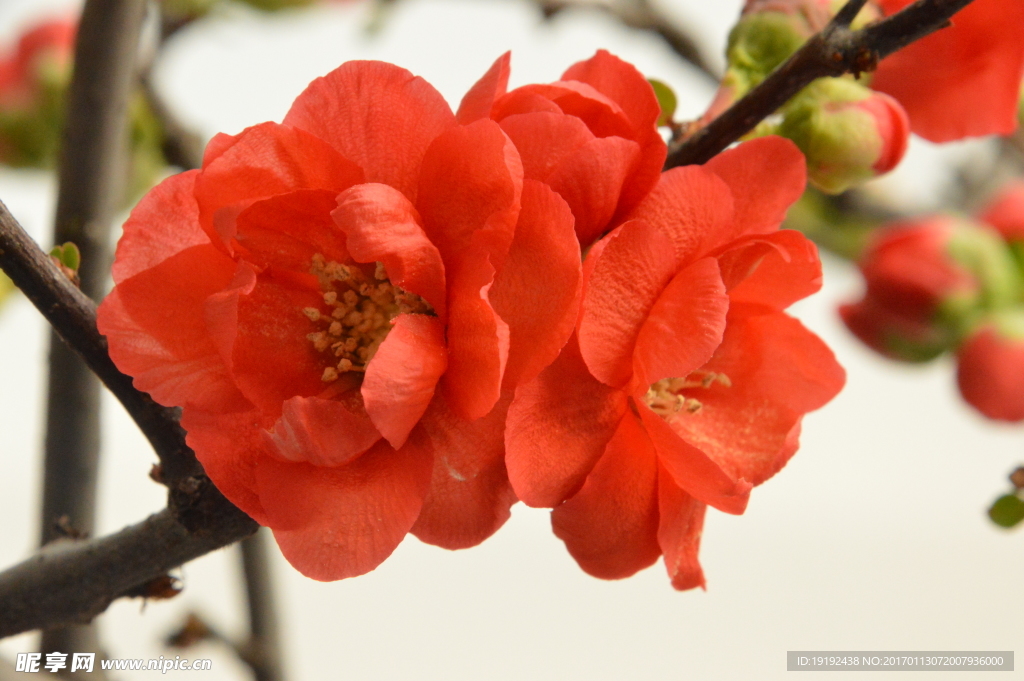梅花 榆叶梅