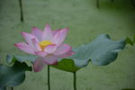 莲花