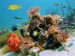 海底世界 珊瑚摄影 海洋生物