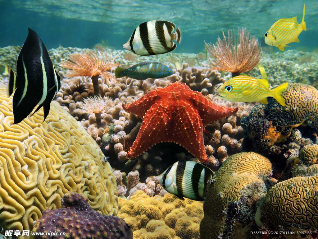 海底世界 海洋生物摄影