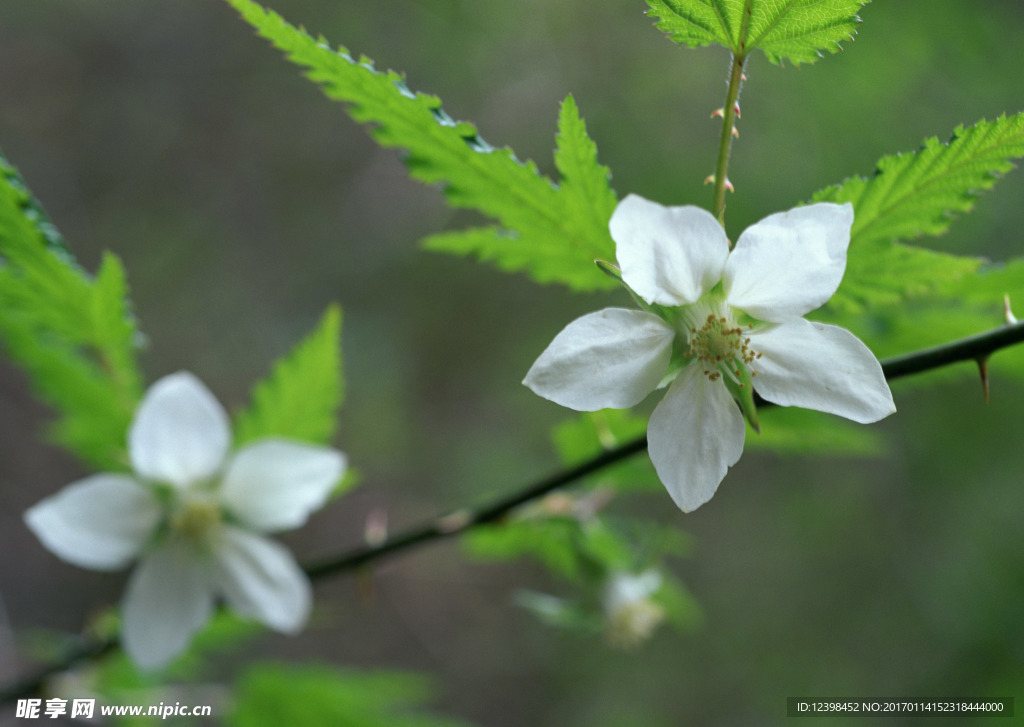 小白花