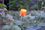 月季花