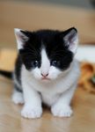 猫咪