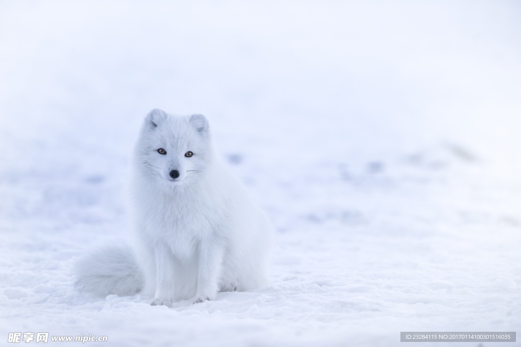 雪狐