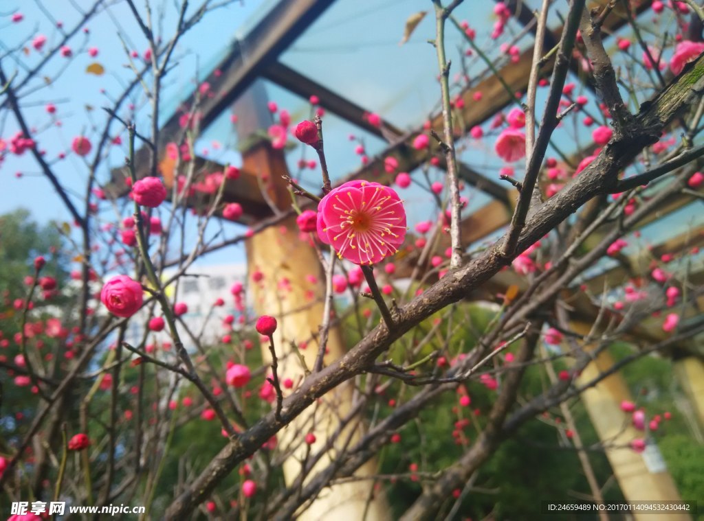 红梅花