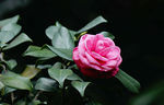 茶花